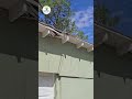 Storm Damage Cleanup in Sanford FL (Tree on House!)