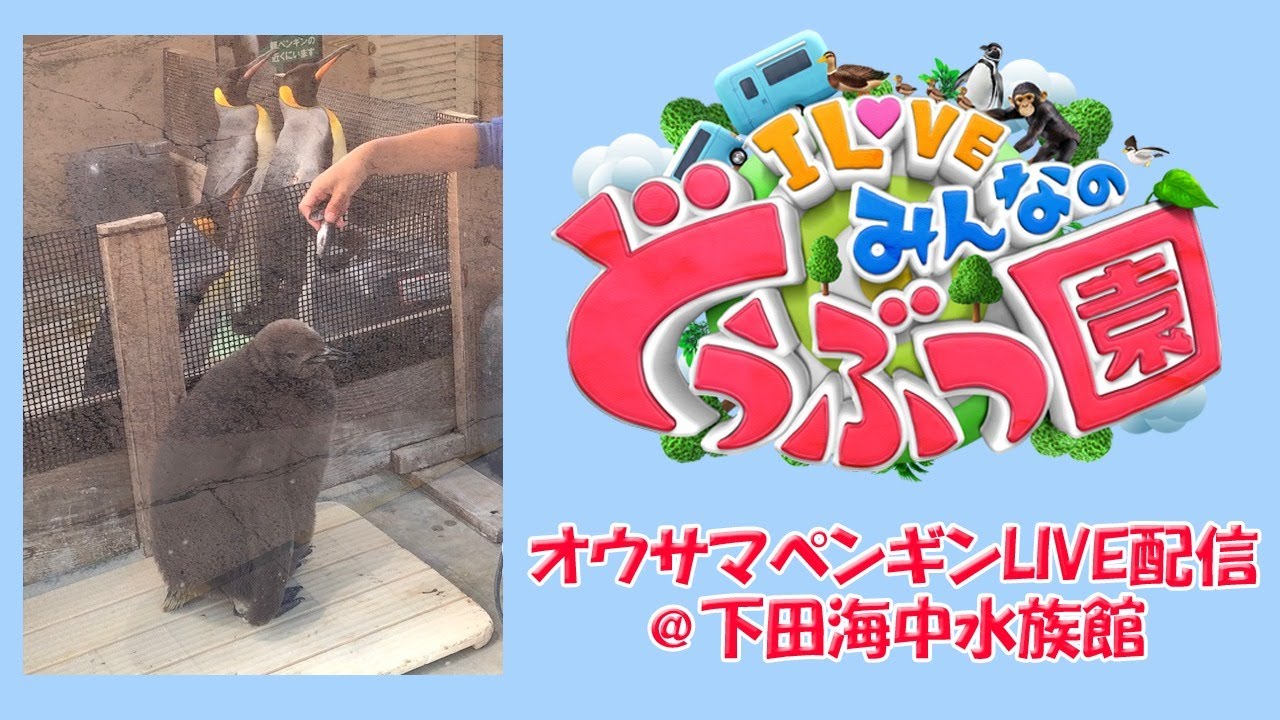 天才 志村 どうぶつ 園 見逃し 配信 志村どうぶつ園の4月4日見逃し配信は お別れ会は録画必須 天才 志村 どうぶつ 園 見逃し 配信 志村どうぶつ園の4月4日見逃し配信は お別れ会は録画必須