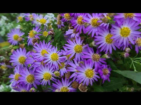 Video: Bahçede çeşitler Nasıl Seçilir Ve Aster Yetiştirilir