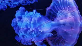 World Of Jellyfish By Geminick