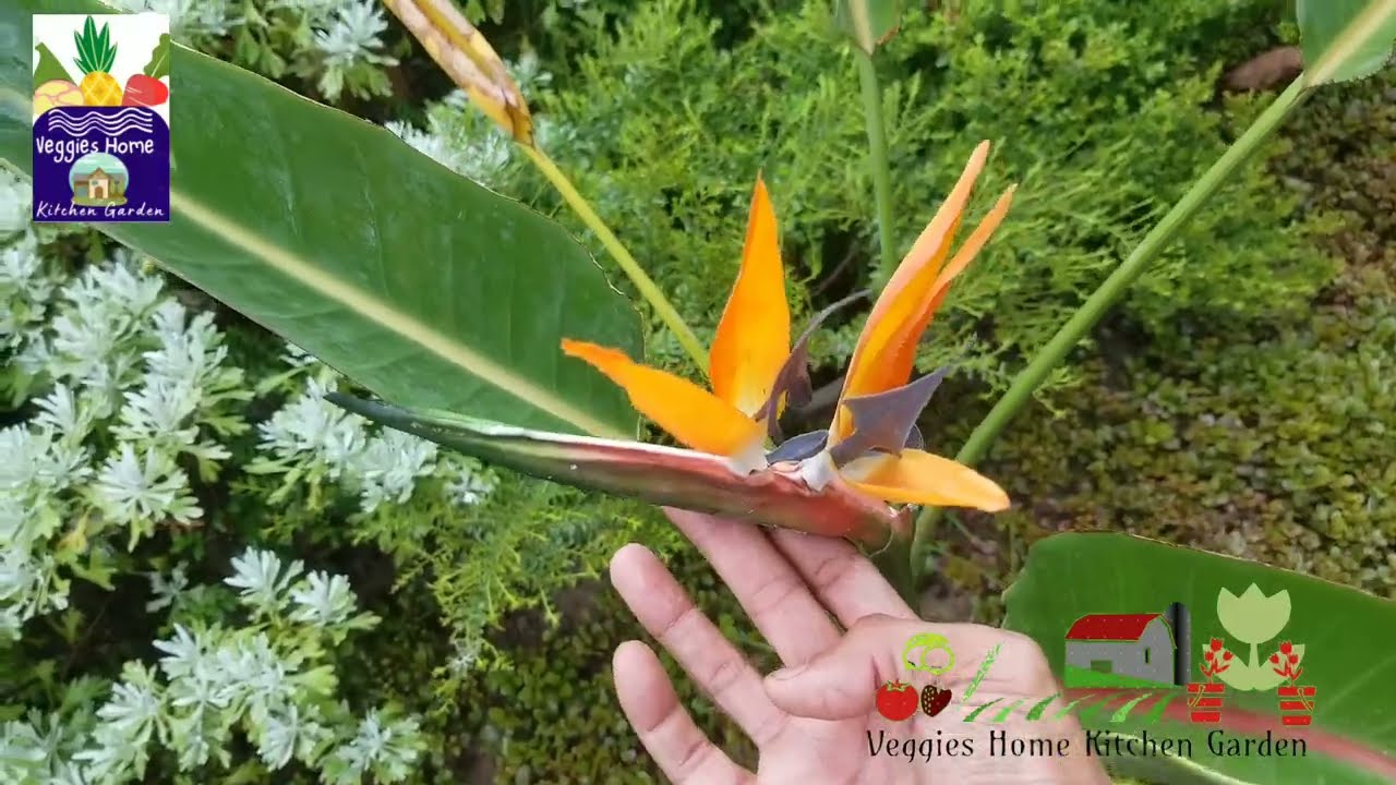Bird of Paradise full of flowers in Monsoon Season with care tips at Asim Rooftop Garden
