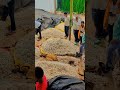 Chohtisadri Mandi #farming #viral #video #lifestyle #chittorgarh #mandi #rajasthan #gold #trending