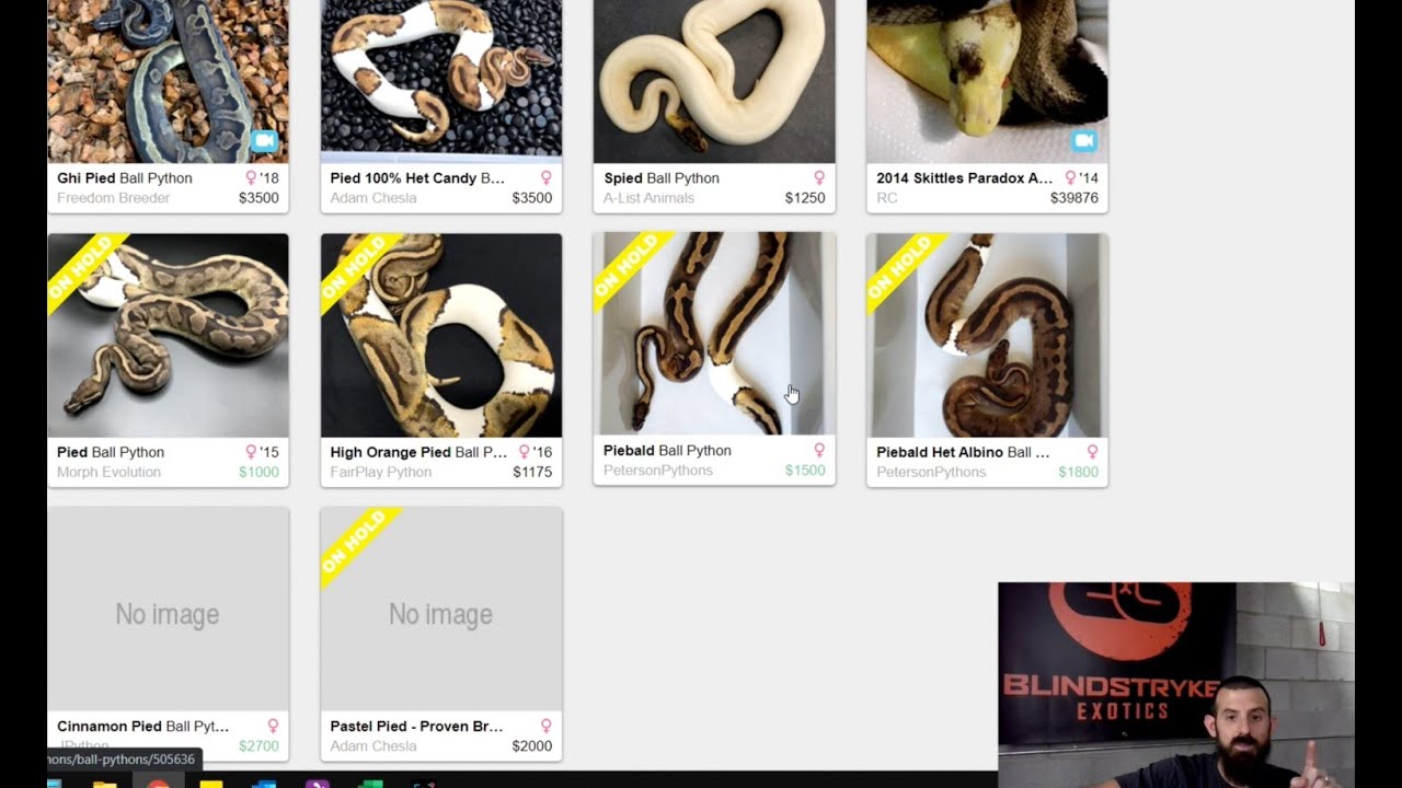 A MORPHMARKET PRO'S HOW-TO GUIDE - 5. Price Comparisons