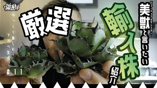 輸入株の紹介】厳選した姫厳竜とブラックアンドブルーをご紹介。 - YouTube