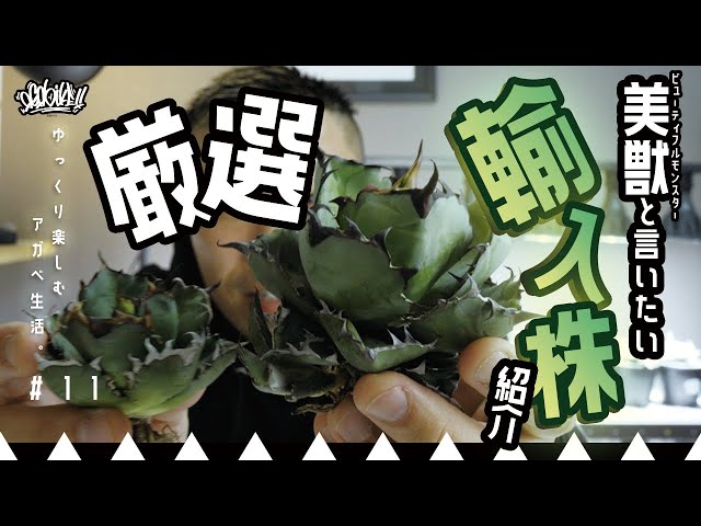 輸入株の紹介】厳選した姫厳竜とブラックアンドブルーをご紹介。 - YouTube