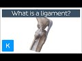 What is a ligament definition and overview  human anatomy  kenhub