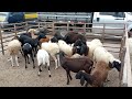 Feira de ovelhas e cabras de Cansanção 31/05/2021