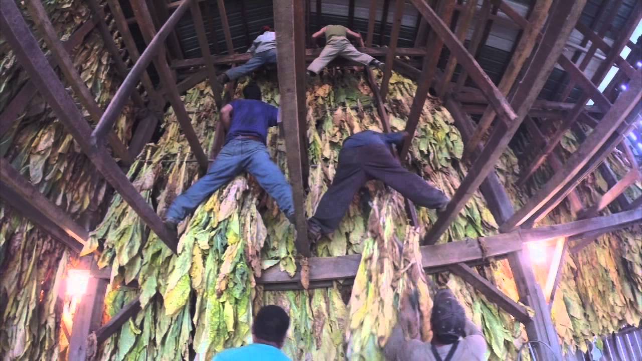 HANGING TOBACCO PKG