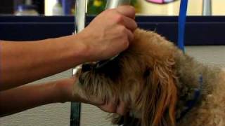 Dog Grooming : How to Groom a Lhasa Apso
