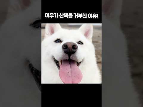 <strong>여우가</strong> 산책을 거부했습니다..!