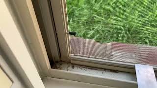 Remove a stuck window screen (try this) 