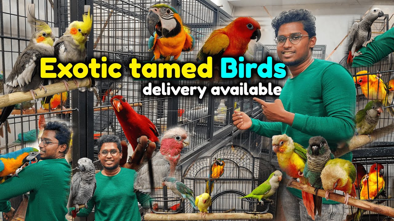 வெளிநாட்டு வினோத பறவைகள்🐦bird shop in chennaitamedExoticXploring💫