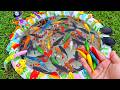 Catch Beautiful Aquarium Fish in Giant Colorful Egg, Baby Turtle, Tetra, Pencil Fish, Eel, Carp, Koi