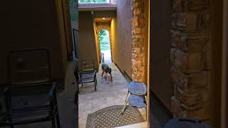 #therian #wolf #theriangear #mask #nature #therianmask #quadrobics #therianthropy