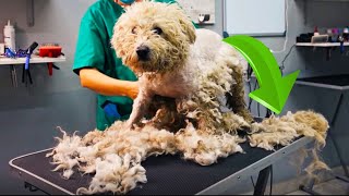 Shaving MATTED FUR of NEGLECTED DOG *Changed his life*