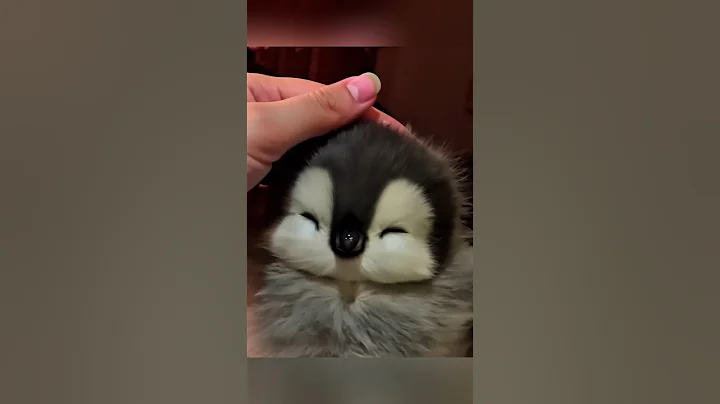 this cuteness melts my heart #cute #adorable #pet #penguin #babyanimals #fluffy #cuteanimal
