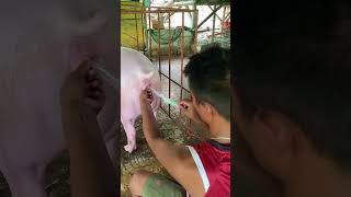 Ai time Gp #backyardfarming