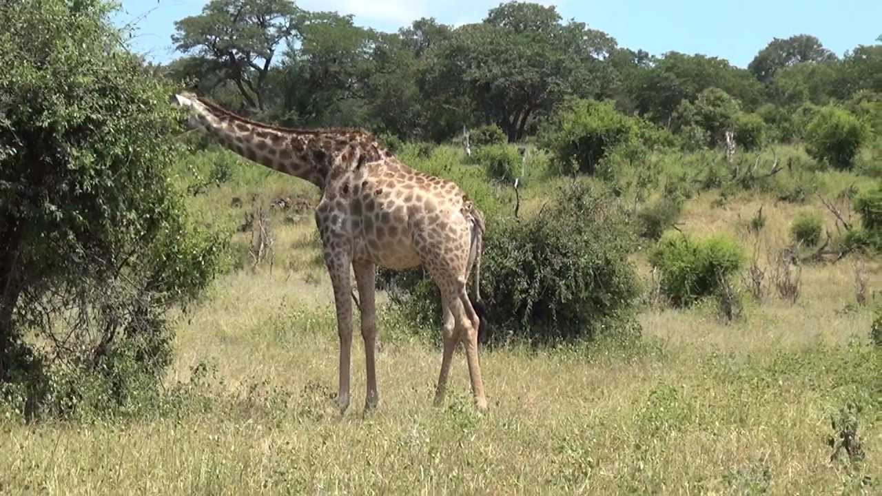 Come Si Chiama Il Verso Della Giraffa