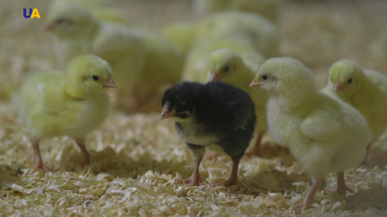 تربية الدجاج في مزارع أوكرانيا