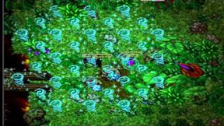 Tibia 201 ED UE combo