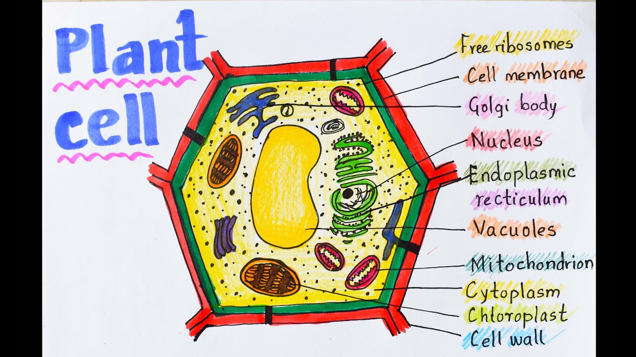 research paper on plant cell