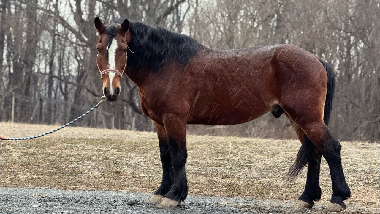 Joker on the trails & Under harness 