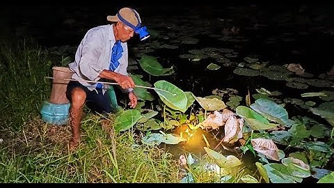 Cắm câu cá lóc /Trên ruộng sen dính con cá lóc gãy cần câu luôn