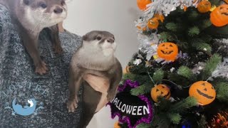 Otters' Happy Halloween!