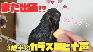 【ヒナ声】3歳半になるカラスはまだヒナの声が出るのか試してみた？ 本能猫&階段姐御&勘違い犬&モグモグ亀 20201013、カラス&四つ足カルテット