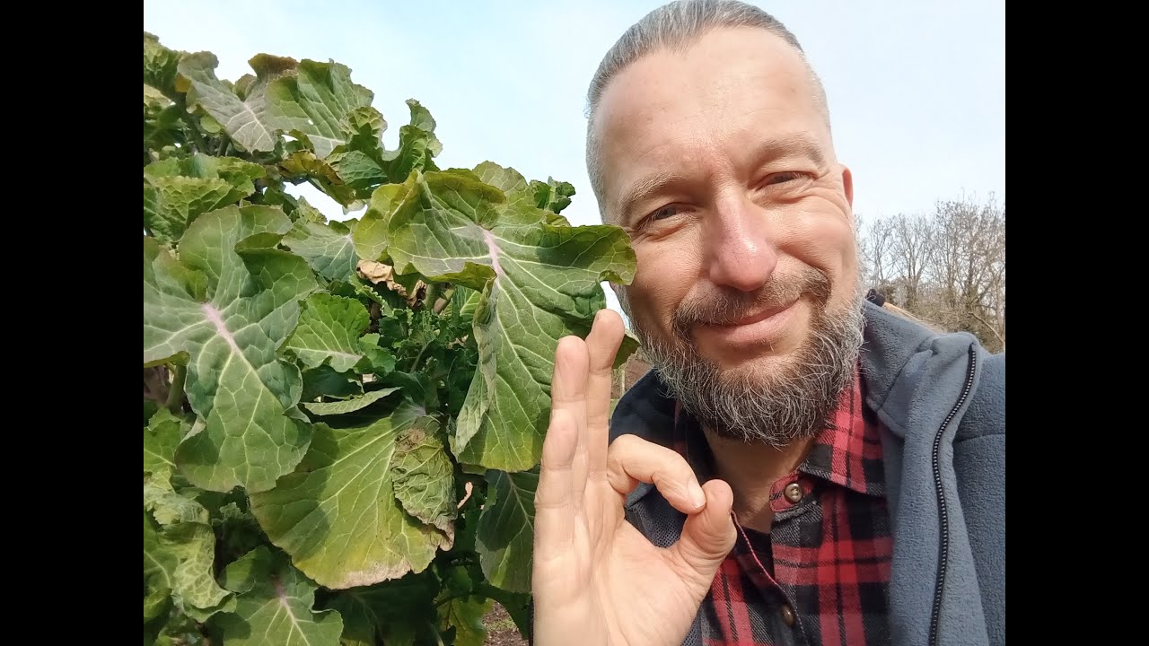 🧑🏼‍🌾 Le chou perpétuel Taunton Deane part1 le cousin méconnu du Daubenton 🌱