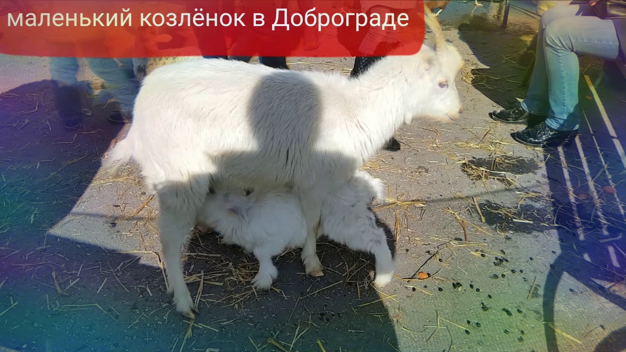 Доброград - парк-отель. Владимирская обл. Выездной контактный зоопарк ...