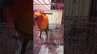 patniya Kai prakar ki hoti hai#Sun conure parrot 🐥🦜 talking parrot birds viral shorts #funnyanimal