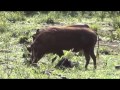 Two warthogs eating grass