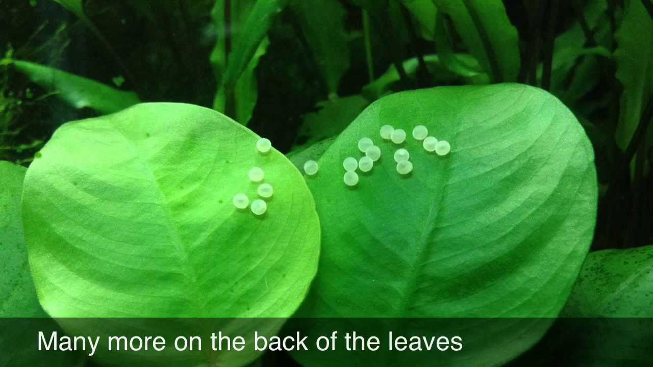 Cory Eggs 