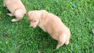 Golden Retriever Puppies For Sale