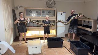 🚨HUGE Tiger Reticulated Python‼️ Wealth