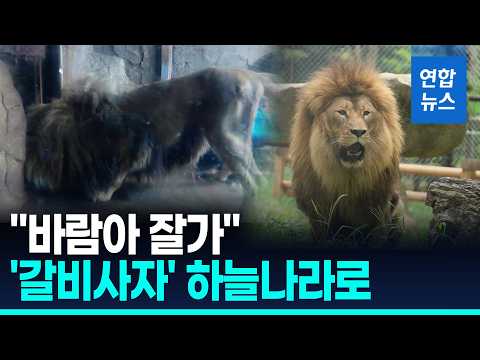 "마지막 3년은 행복했길"…하늘의 별이 된 '갈비사자' 바람이 / 연합뉴스 (Yonhapnews)