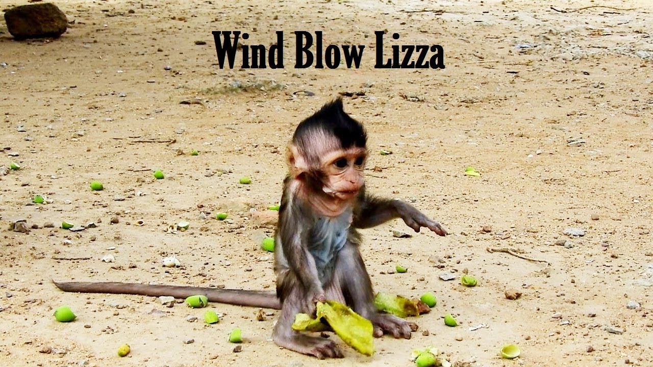 foundry Pity A Little Lizza Is Lonely, strong Wind Blowing On Lizza Till Mom Come to Help