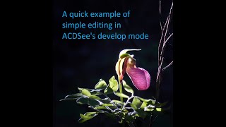 Example of simple cropping and basic light adjustments in ACDSee Ultimate 2022