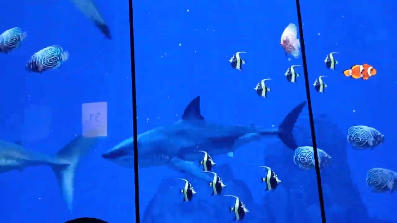 [스승의날 기념]부산엑스더스카이 엘리베이터 98층-1층 탑사영상(1)