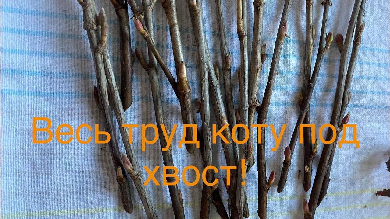 К чему привело черенкование смородины осенью! Надежды рушатся!