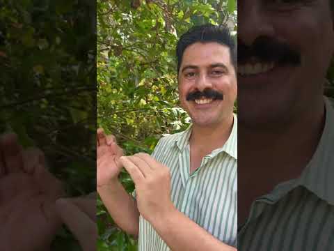 Vídeo: Usos da árvore de cravo: aprenda o que fazer com os cravos-da-índia do jardim