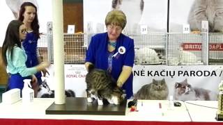 Kurilian presents himself like a dog by Golden Look*LT - Kurilian bobtail cattery 273 views 7 years ago 1 minute, 54 seconds