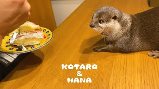 カワウソの熱い視線を感じながらケーキを食べる父ちゃん　Dad Eating Cake In Front of The Otter