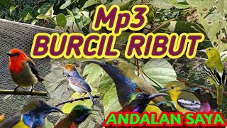 Suara Pikat Burung Kecil Ributandalan Saya