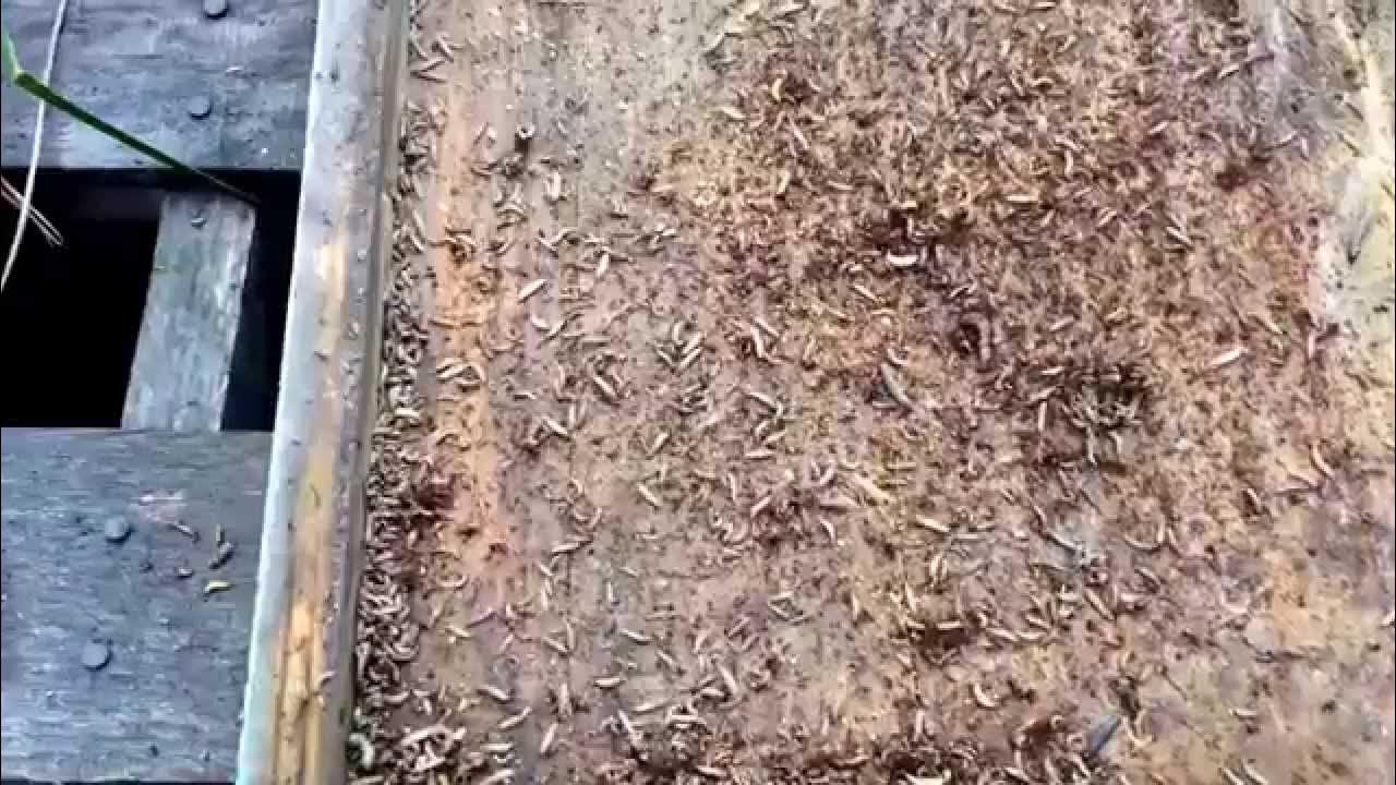 Small Hive Beetle and Wax Moth Larva Comparison YouTube