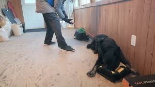 CKC Scent detection training - nose to source.