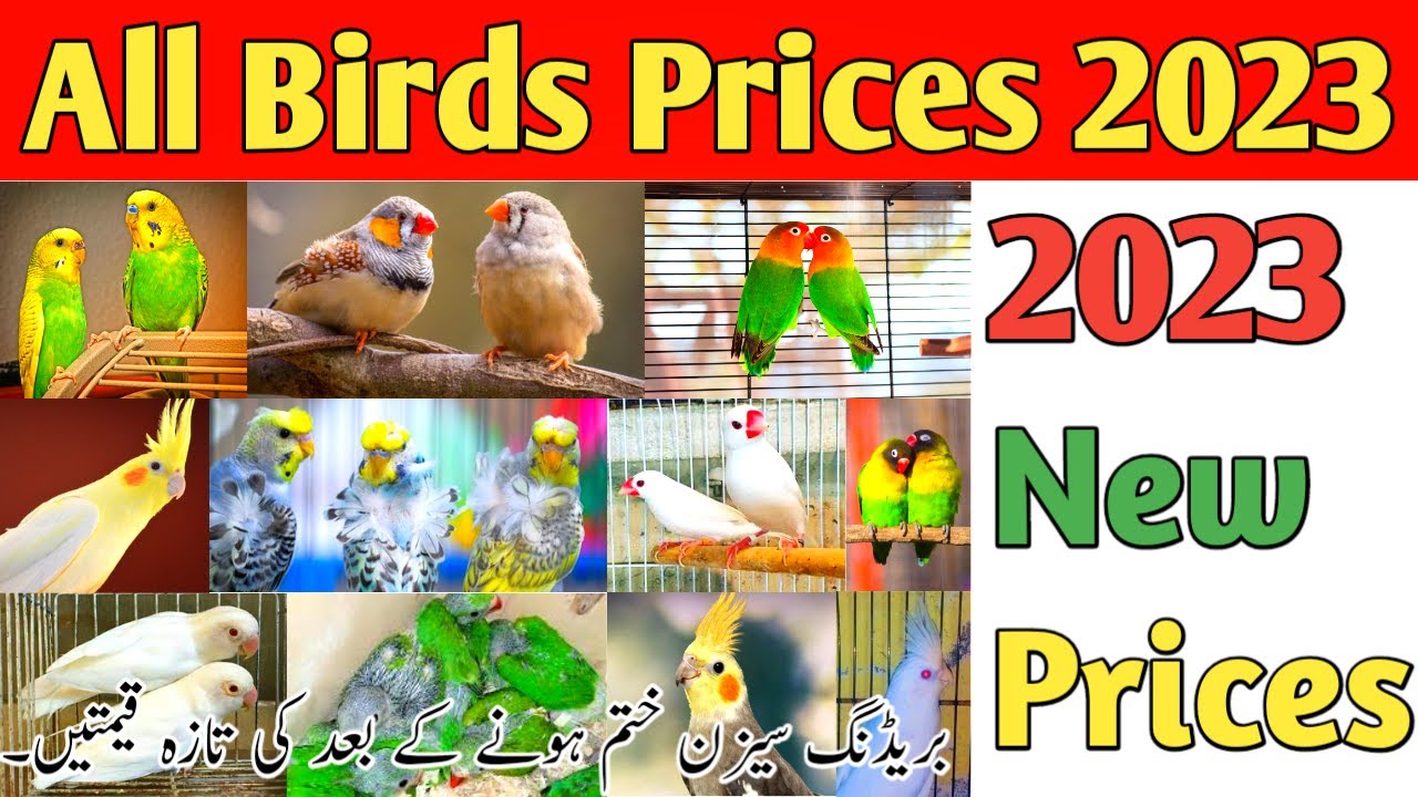 All birds prices 2023 parrots price in pakistan price list of all