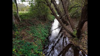 Saving the Saffron Brook Project 2021 - 2023