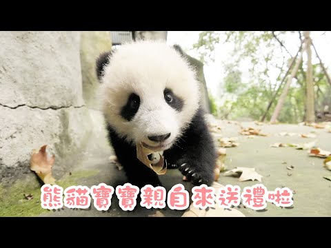 《熊貓早晚安》誰能拒絕熊貓寶寶送的“大禮”呢？| iPanda熊貓頻道